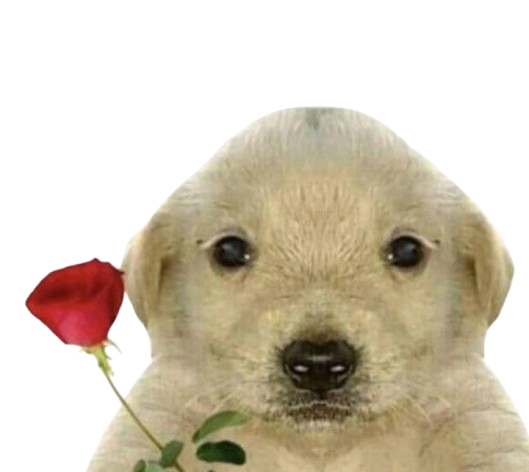 Gatito 1