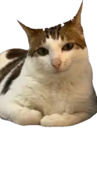 gatito1