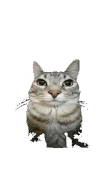 Gato grande